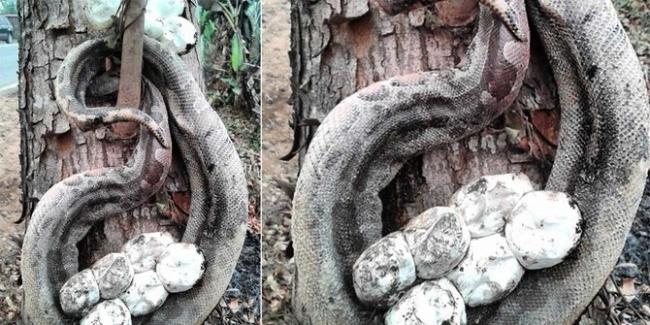 Ular Piton Rela Mati Demi Selamatkan Telurya dari Kebakaran Hutan
