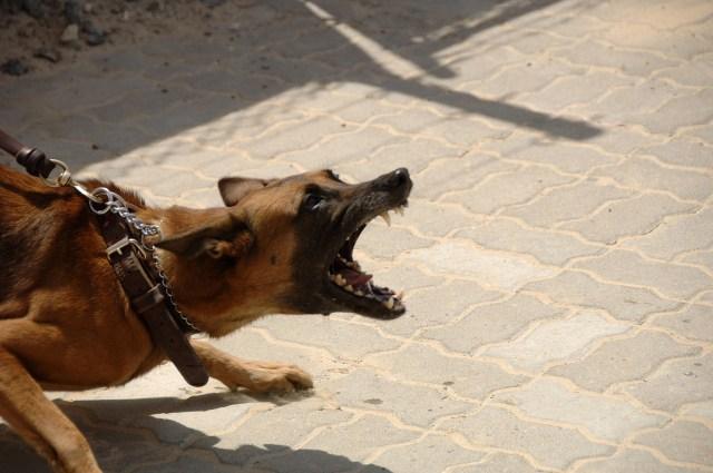 Kasihan, Seorang Pembantu Tewas Diserang Anjing Majikan