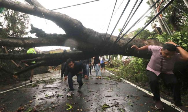 Hati-hati Pohon Tumbang, BMKG Prakirakan Angin Kencang di Batam