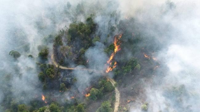 Karhutla Membara di Bukit Mansang Sei Beduk Batam