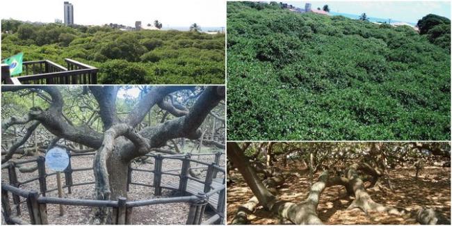 Pohon Jambu Monyet Terbesar di Dunia, Akarnya Sampai Jadi Hutan Mini