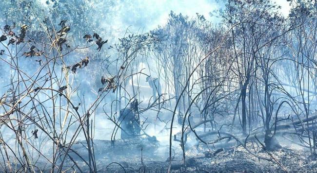 15 Kasus Karhutla Ditangani Polda Kepri, Paling Banyak di Bintan