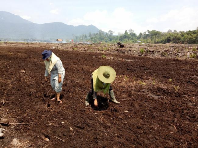 Warga Lingga Antusias Bercocok Tanam di Sawah Baru