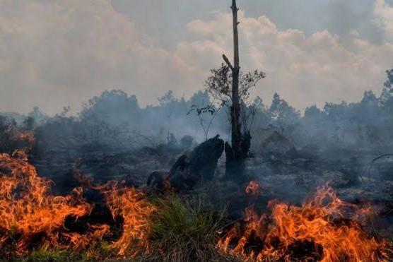 Dikepung Ratusan Titik Panas Kebakaran Hutan, Riau Darurat!