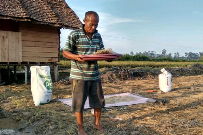 Petani Lingga Optimis Sawah Panggak Darat Berikan Hasil Memuaskan