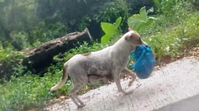 Seekor Anjing Selamatkan Bungkusan Berisi Mayat Bayi