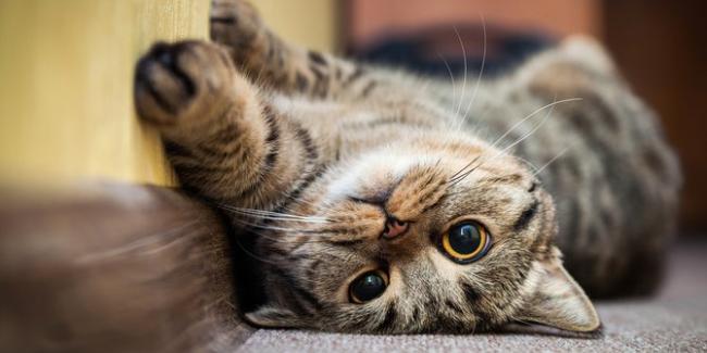 Fakta Tak Terduga tentang Kumis Kucing, Bisa Bantu Baca Suasana Hati