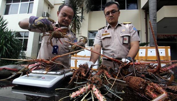 Polda Kepri Buru Otak Penyelundupan Lobster Senilai Rp 13,6 Miliar
