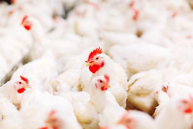 Filipina Larang Ayam Impor Asal Brasil usai Temuan Jejak Corona di China