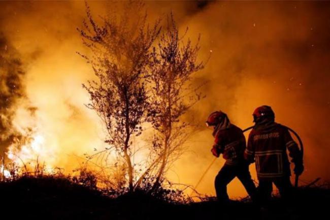 Jokowi Perintahkan BNPB Setop Kebakaran Hutan