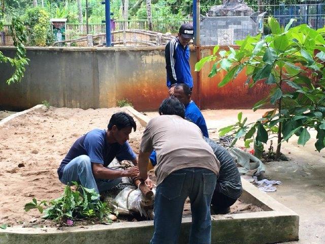 Koleksi Satwa Diangkut BKSDA, Mini Zoo Kijang Ditutup