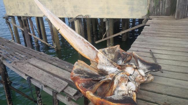 Seramnya Hewan Langka yang Ditemukan Nelayan Natuna ini