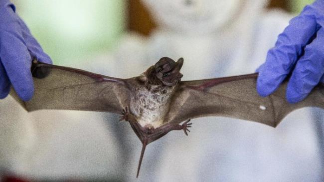 Jadi Ancaman Pandemi Baru, Ini Sederet Cara Hindari Penularan Virus Nipah