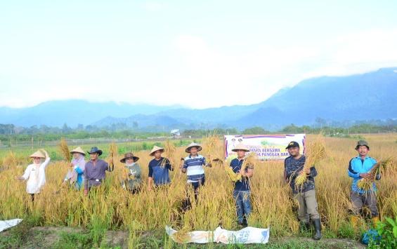 Pasca Kemarau, Petani Panggak Darat di Lingga Kembali Panen Padi