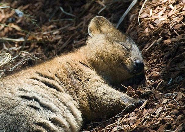 Quokka; Hewan Suka Selfie dan Paling Bahagia di Dunia