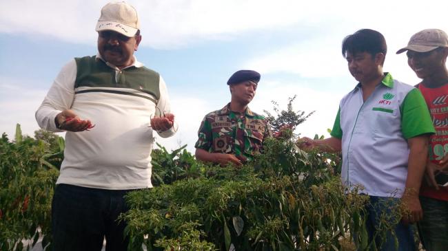 Lanal TBK Panen Cabai Merah Perdana di Wilayah Maritim