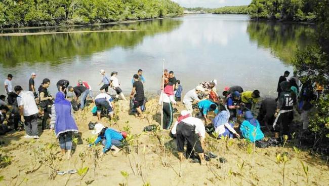 Bintan Resort Green Initiative, Tanam Ribuan Bibit Bakau di Pantai Sebong 