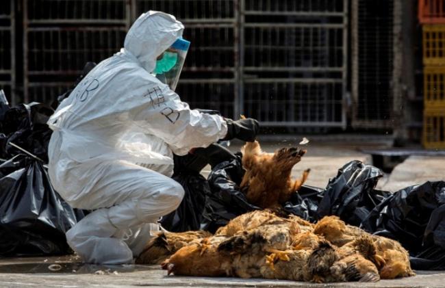 Ibu-ibu Kompleks Resah Isu Ribuan Ayam Mati Mendadak 