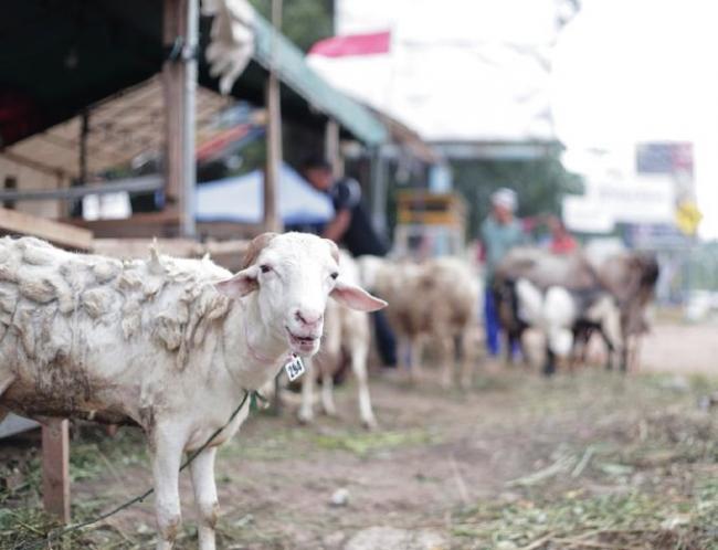 Pedagang Hewan Kurban di Batam Keluhkan Sepi Pembeli