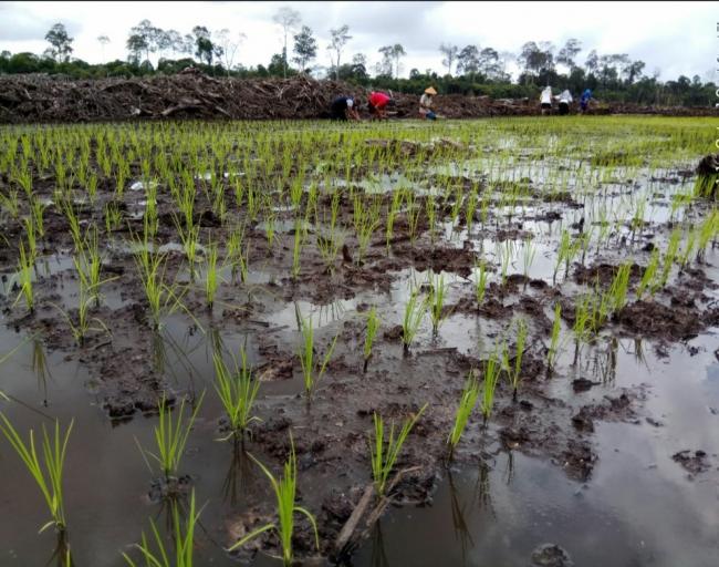 Petani Desa Panggak Kebingungan, Awe Diminta Turun ke Sawah