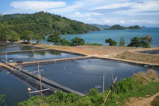 Dinas Perikanan Bangun Tambak Skala Rumah Tangga di Lingga Tahun Ini