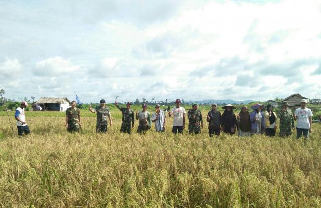 Kerjasama Koramil Dabo Singkep dan Petani Desa Resang Berbuah Panen Padi Perdana