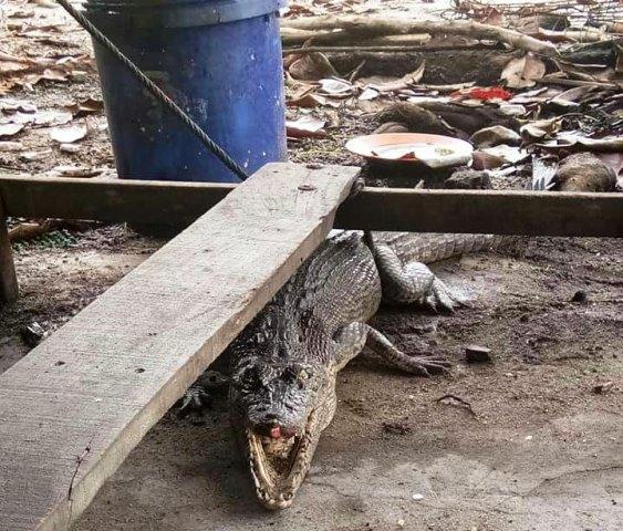 Tragis, Tubuh Deisy Dimangsa Buaya Saat Hendak Beri Makan