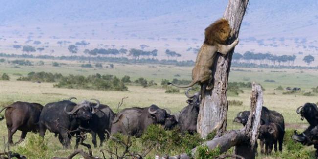 Ngakak Lihat Foto Ini, Raja Hutan Ketakutan Dikepung Kawanan Kerbau