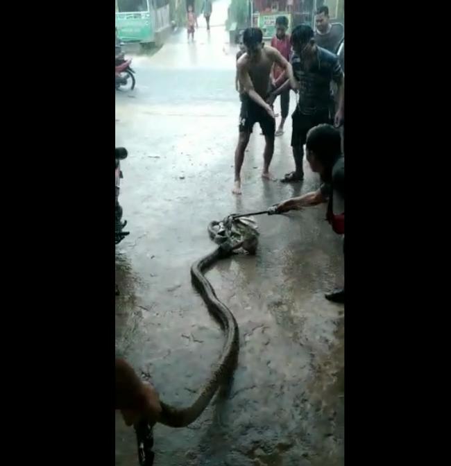 Ular Piton 3 Meter Muncul Saat Selokan Meluap di Sei Beduk