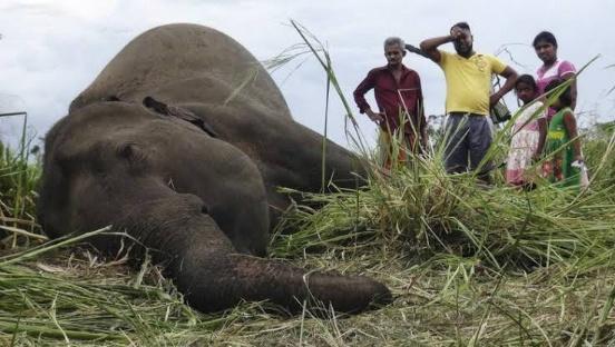 Tragis! Gajah di Sri Lanka Dipaksa Kerja Sampai Mati