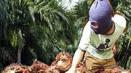 Komplotan Pencuri Sawit di Koto Gadang Kian Meresahkan, Polisi Seolah Tak Berdaya