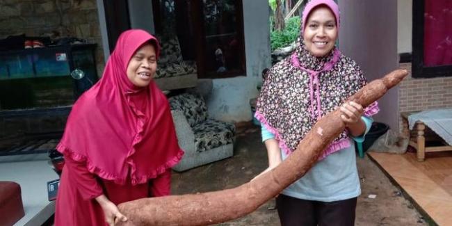 Warga Sawangan Panen Singkong Sepanjang 2 Meter