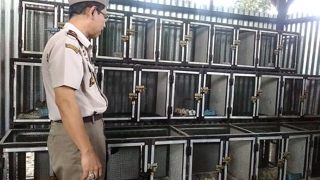 Penyelundup Burung Murai Batu Kelabui Petugas Pelabuhan Harbour Bay dan Batam Centre