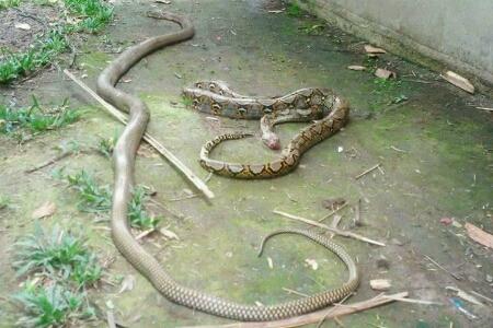 Warga Selatpanjang Bunuh Dua Ekor Ular Kobra dan Phyton yang Sedang Bertarung