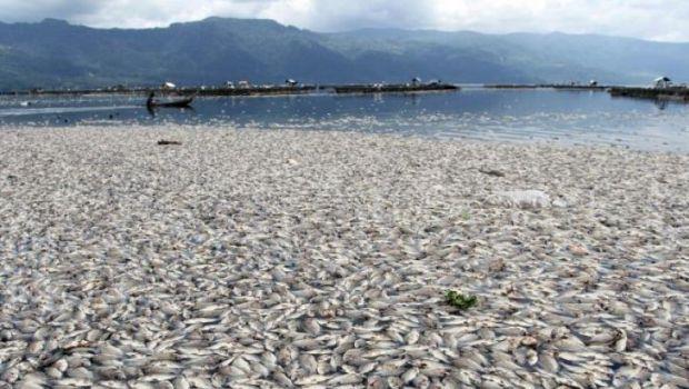 Duh, 5 Ton Ikan Keramba Danau Maninjau Mati 
