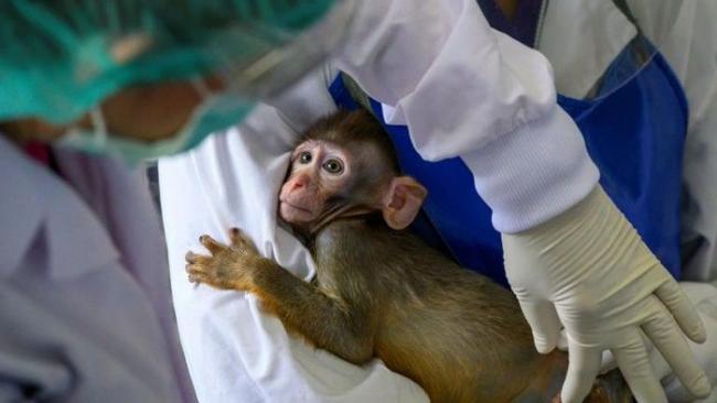 Demi Vaksin Corona Murah, Thailand Uji Cobakan ke Monyet