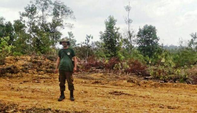 Puluhan Hektare Hutan Lindung Sei Jago Dibabat, Polisi Lakukan Penyelidikan