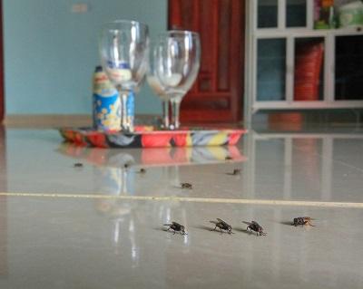 Gerombolan Lalat Serang Pemukiman Warga di Bintan