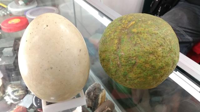 Booming Telah Usai, Tapi Harga Batu Fosil Ini Tetap Selangit