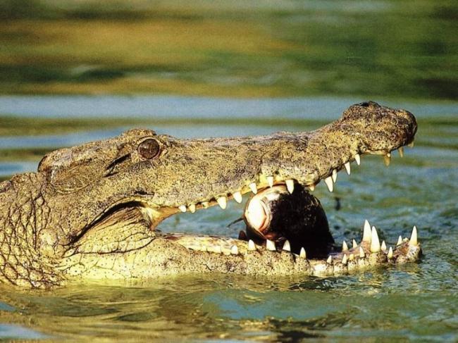 5 Peristiwa Buaya Mangsa Manusia di Indonesia