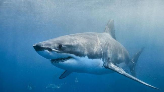 Pesepakbola Australia Hilang di Laut, Jenazahnya Dimakan Hiu