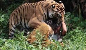 Tragis, Harimau Sumatera Terkam Pria 34 Tahun di Riau hingga Tewas