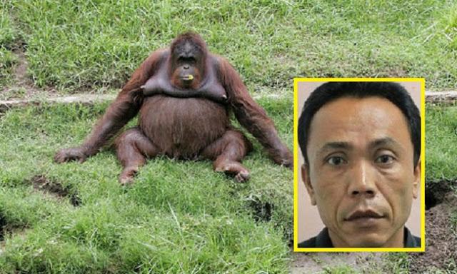 Ini Jawaban Otoritas Kebun Binatang Surabaya soal Petugas Hamili Orang Utan