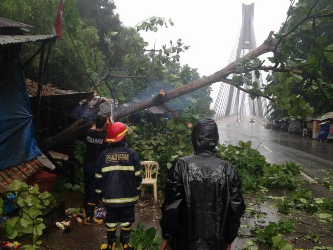 Pohon Tumbang di Jembatan Barelang Timpa Kios Pinggir Jalan