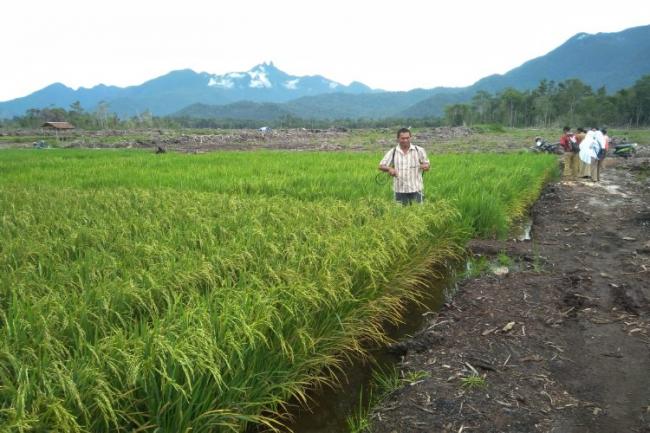 Padi Petani Desa Panggak Darat Diserang Hama, Alias Wello Lakukan Ini