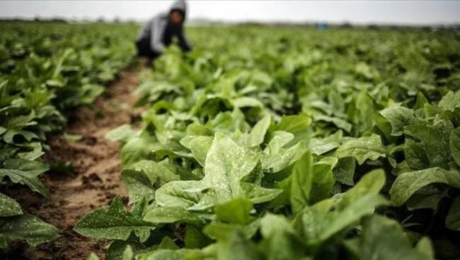 Kelola Kebun Mini, Desa Teluk Sasah Hasilkan 30 Kg Sayur Organik 