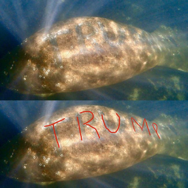 Lembu Laut Bertatto `Trump` di Punggung Tuai Kecaman Publik AS