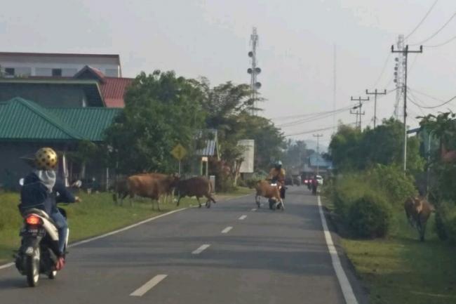 Hewan Ternak Berkeliaran Ganggu Pengguna Jalan di Lingga