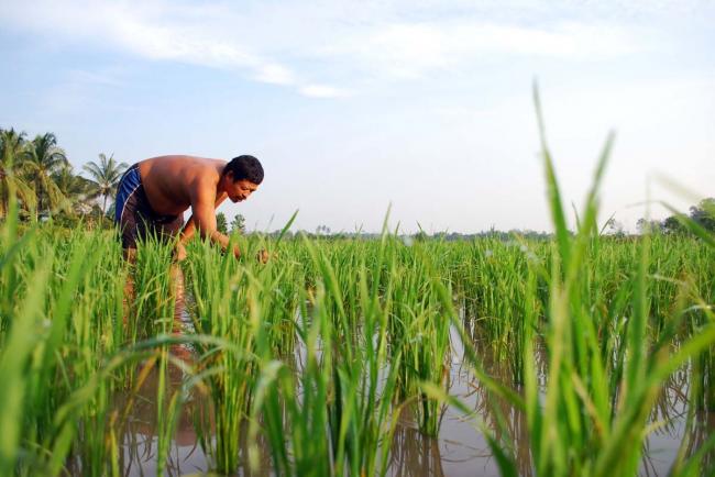 Pemerintah Alokasikan Anggaran 2018 untuk Cetak Sawah