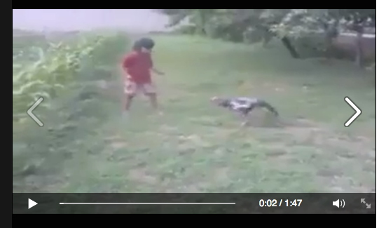 [VIDEO] Serunya Pertarungan Bocah Melawan Ayam Jago Selama Hampir 2 Menit
